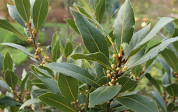 Một loại lá dân dã của Việt Nam bất ngờ được săn lùng với giá đắt đỏ: Xuất khẩu tăng 300%, là vị dược liệu quý hiếm ít quốc gia sở hữu