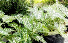 Không nên trồng 5 cây này trong nhà: Hoa tươi người héo, vận xui kéo đến liên tục