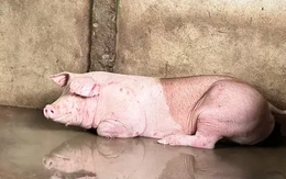 Vụ thịt bẩn C.P: Hình ảnh bất thường là thật, nhưng không bán ra thị trường?