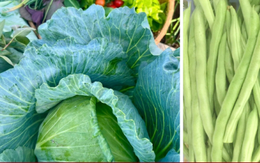 Chuyên gia kể tên những loại rau mùa hè dễ 'ngậm' hóa chất nhất