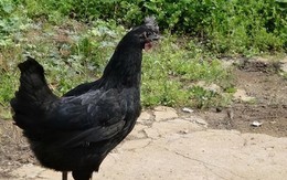Năm 1985, các chuyên gia phát hiện ra ba con gà đen kỳ lạ: Chúng hóa ra là một loài siêu hiếm có thể đẻ ra trứng xanh!