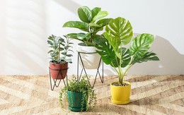 Hợi tài lộc vượng khí, Dậu công danh sáng chói ngày 21/6