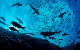 EU bất ngờ công bố một đạo luật: Việt Nam đứng trước những cơ hội gì?