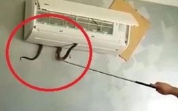 Từ vụ rắn độc chui từ điều hòa cắn bé gái 7 tuổi nguy kịch, lời cảnh tỉnh về thiết bị nhà nào cũng có!