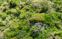 Mùa hoa xay trên Núi Chúa