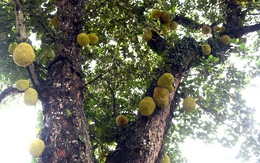 Cụ mít "độc nhất vô nhị" hơn 400 năm tuổi: Vì sao loài cây quen thuộc này có thể sống thọ đến vậy?