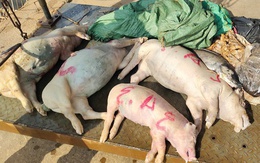 Hình ảnh xác heo nằm la liệt dưới kênh dẫn nước ở Bình Dương: Họ sợ tốn kém!