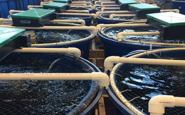 Mỹ, Trung Quốc đua nhau săn mua mỏ vàng của Việt Nam: Bỏ túi hơn 1,7 tỷ USD, nước ta đang trở thành ‘ông trùm’ thứ 3 thế giới