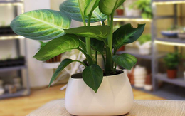 Loại cây được người giàu ưa chuộng, giúp hút tài lộc: Cần biết điều này để "tránh hoạ"