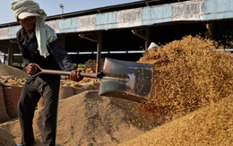 Từng cấm xuất khẩu do thiếu hụt, Ấn Độ lại ‘phả hơi nóng’ lên gạo Thái Lan và Việt Nam: Nguồn cung tăng cao gấp 4 lần, sắp đón vụ mùa bội thu mới