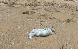 Không phải cá mập, sinh vật to như con mèo "xâm chiếm" bãi biển khiến du khách gào thét tháo chạy