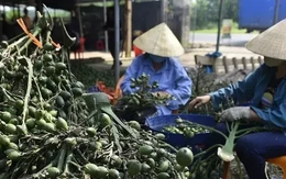 Việt Nam nhập khẩu rất nhiều cau Trung Quốc làm gì?