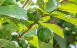 Việt Nam có loại lá chống rụng tóc, củng cố chân tóc cực tốt: Biết dùng còn khỏe tim mạch, tiêu hóa