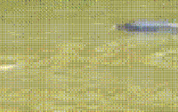 CLIP: Cá heo xuất hiện trên sông ở Cà Mau?