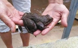 “Vua ếch” giá trên trời, lớn chậm mà giá hơn 700.000đ/kg, cực hiếm người nuôi