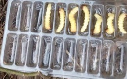 Loài “phá rừng” thành đặc sản siêu protein, dân bắt đem bán đếm tiền mỏi tay