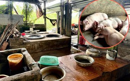 Bên trong nơi giết mổ heo gia công cho C.P. Việt Nam tại Sóc Trăng