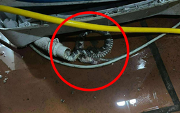 Kiểm tra máy giặt, người dùng tá hỏa phát hiện có rắn bên trong: Chúng đi vào từ đường nào?