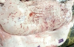 Vụ C.P. bị tố bán heo bệnh: Truy tìm cán bộ thú y đóng dấu kiểm dịch hình chữ nhật