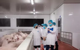 Kiểm tra hoạt động giết mổ lợn của Công ty C.P Việt Nam tại Hà Nội