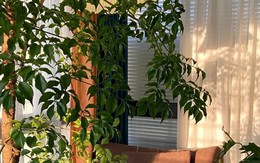 Khuyên thật lòng: Phòng khách trồng đúng 3 cây này, vượng khí dâng cao, tiền về như nước