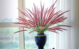 4 con giáp được cát tinh soi chiếu, sự nghiệp, tài lộc vô cùng vượng phát ngày 5/6