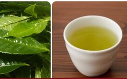 Thời điểm uống nước chè xanh để hỗ trợ thải độc gan hiệu quả