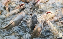 Phóng sinh hơn 12 tấn cá dữ gây thảm họa, người phụ nữ phải hầu tòa