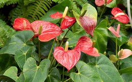 Loại cây dễ trồng, là 'thỏi nam châm' hút chất độc gây ung thư trong nhà