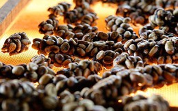 Loài chim quý hiếm thải ra thứ đắt đỏ, mệnh danh "vàng đen": Được đại gia thế giới săn lùng!