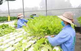 Nông dân Gia Lâm tập trung sản xuất nông nghiệp sạch