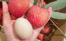 Loại vải hơn 10.000đ/quả, to bằng trứng gà: Người ăn nhận xét "Chưa bao giờ ăn vải nào ngon thế này"
