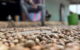 Người Trung Quốc thừa nhận 'ăn đứt' hàng nội, 'sản vật trời ban' của Việt Nam được săn lùng với giá đắt đỏ, xuất khẩu bỏ xa cả thế giới