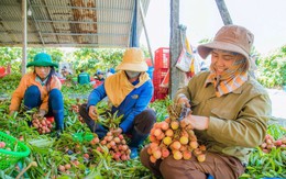 Loại quả bán đầy chợ Việt, sang Nhật thành quà biếu hạng sang: Biết dùng thì bổ toàn thân