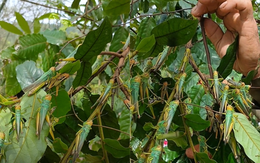 Vì sao châu chấu "đổ bộ" bất thường dày đặc tại Quảng Bình?