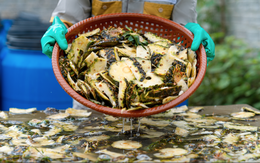 Công ty Việt biến vỏ quả bỏ đi thành mặt hàng kiếm tiền tỷ, chinh phục thị trường Mỹ và Trung Quốc