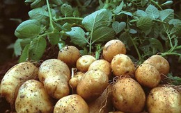 Củ này rẻ hơn khoai sọ, bổ hơn khoai lang, chợ Việt bán 40.000đ/kg: Không mua phí của trời!