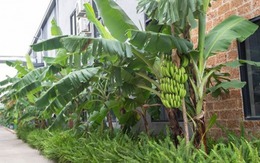 Người xưa dặn trồng chuối sau nhà, nhưng trước cửa mà có thứ này thì ĐỪNG DẠI làm theo!