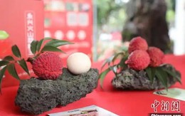 Quả vải to bằng quả trứng gà được bán với giá gần 250 triệu đồng: Nông dân vui mừng, cả vùng trồng được hưởng lợi nhờ lợi thế độc đáo