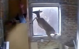 "Tên trộm" để lại máu khắp tiệm tóc, cảnh sát tìm ra sự thật bất ngờ