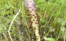 Loài ký sinh bị nông dân “ruồng rẫy”, nay hóa “mỏ vàng” giá hơn chục triệu/kg