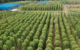 Mỹ bất ngờ săn lùng một loại nông sản quý hiếm của Việt Nam: Nước ta xuất khẩu bằng cả thế giới cộng lại, sở hữu hơn 100.000 ha diện tích trồng