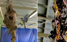 Ngó vào tổ chim, người đàn ông sửng sốt tìm thấy vàng: Chuyện xảy ra sau đó khiến anh day dứt không thôi