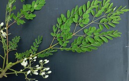 Tưởng sữa là “vua” canxi hóa ra vẫn thua loại rau người Việt trồng ở góc vườn: Giảm mỡ máu, ngừa ung thư