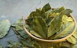 Loại lá dân dã ở Việt Nam lại có giá 2 triệu đồng/kg ở Mỹ: Là dược liệu quý, tiềm năng phòng ung thư