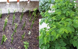 Loại rau bình dân 3.000đ một mớ, giàu sắt gấp 7 lần thịt bò, chợ Việt bán vô số mà nhiều người không biết mua