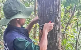 Gắn QR cho cây giống tự nhiên, lan tỏa ý thức bảo vệ rừng đến cộng đồng