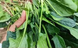 Cách chế biến loại rau quý giúp sáng mắt, bổ gan, tăng cường miễn dịch