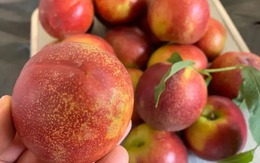 Xin thông báo: Loại quả giàu chất chống oxy hóa đang vào "mùa vàng", chợ Việt bán la liệt giá hơn chục nghìn/kg