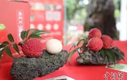 Nông dân họ Trần bán một quả vải giá 250 triệu đông: Người bán vui mừng, cả vùng trồng được hưởng lợi nhờ ưu thế độc đáo
